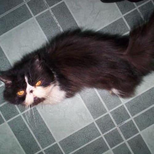 No photo for Domino