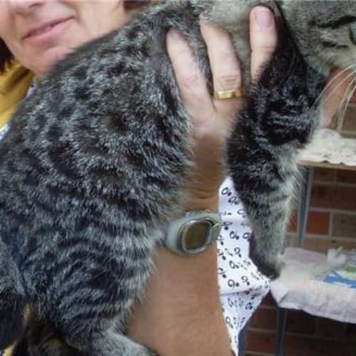 No photo for Jessika The Manx