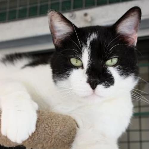 No photo for Checkers