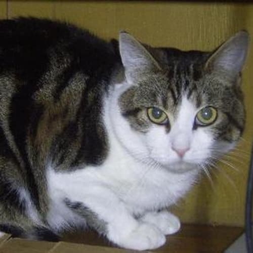 No photo for Romeo***Adoption Pending***