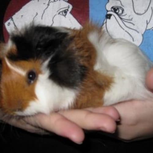 No photo for Ziggy
