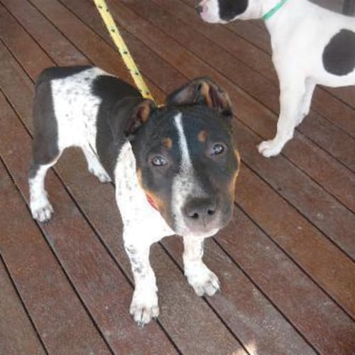 No photo for Imp # K45559