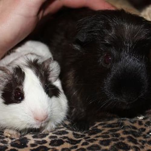 No photo for Missy And Bubbles!