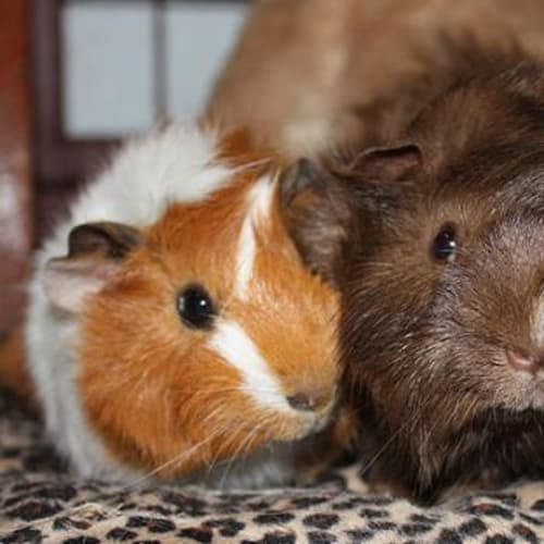 No photo for Ron And Harry (From Harry Potter)