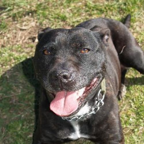 No photo for Frankie