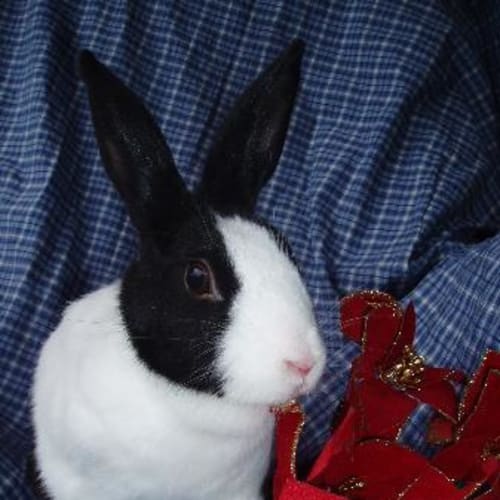 No photo for Pancake   Dutch  