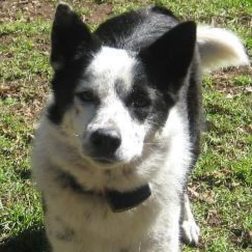 No photo for Bob On Trial