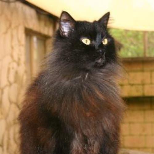 No photo for **Adoption Pending** Ebony