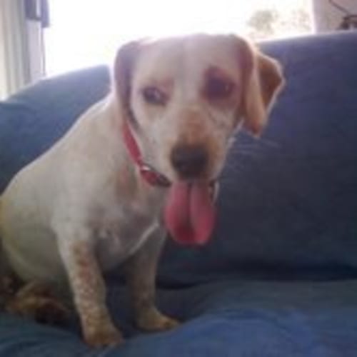 No photo for **Adoption Pending** Rusty
