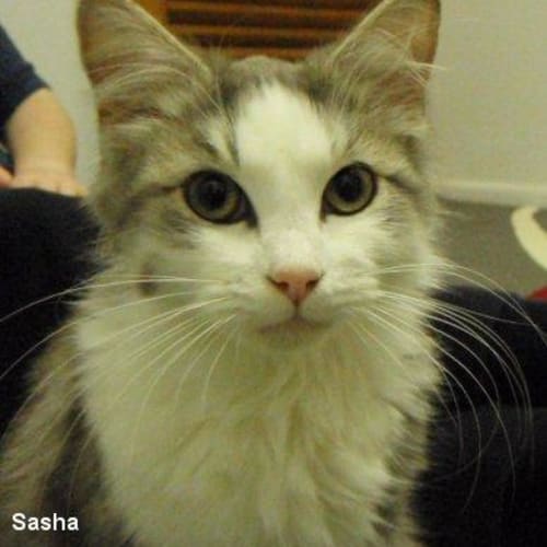 No photo for Sasha