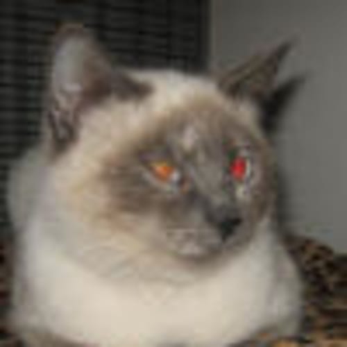 No photo for Sabrina   On Trial In New Home