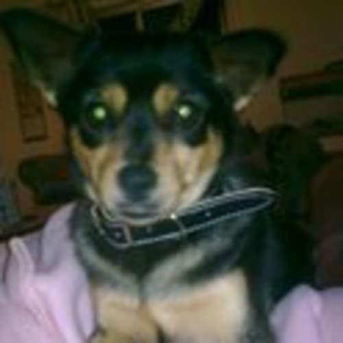 No photo for **Adoption Pending** Candy