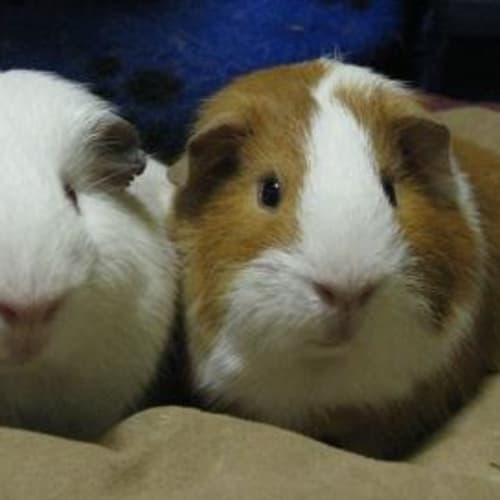 No photo for Choko And Melon