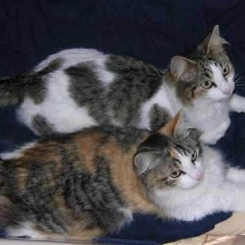 Lulu & Lola