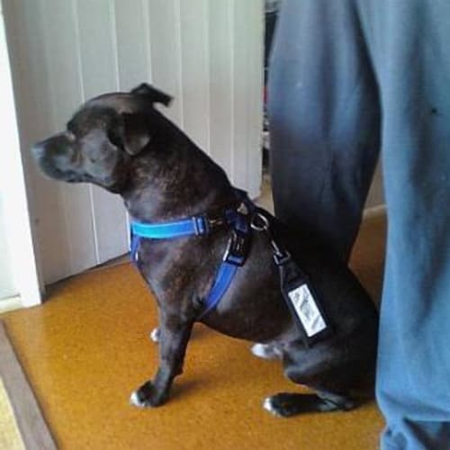 Diesel