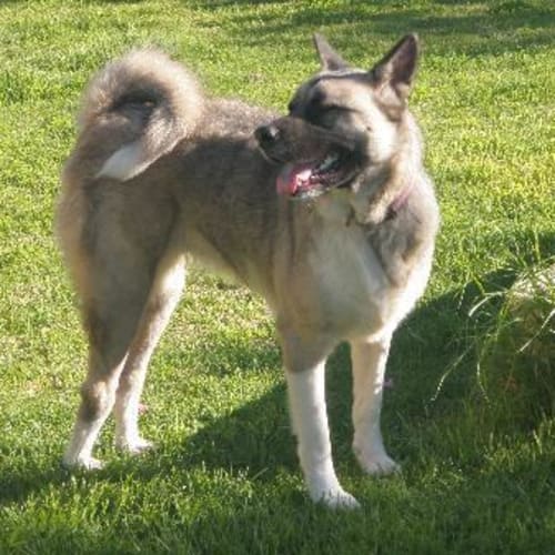 *Adoption Pending* Suki
