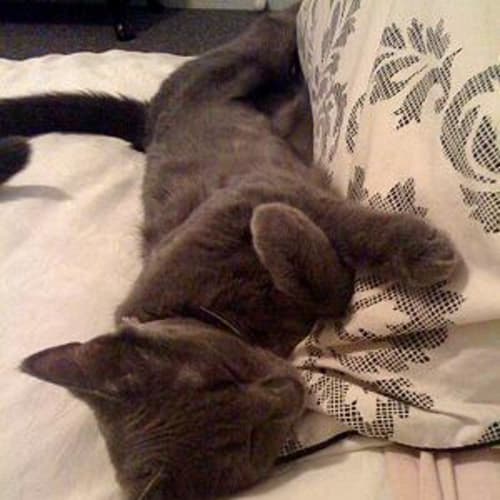 Sooty