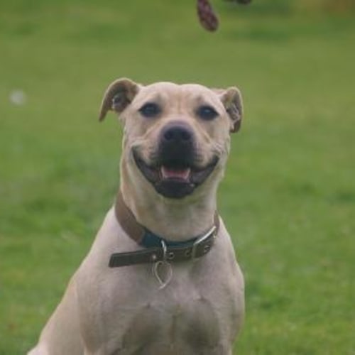 No photo for *On Trial* Bindi  Sports Nut