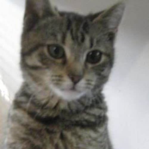 No photo for Pedrita