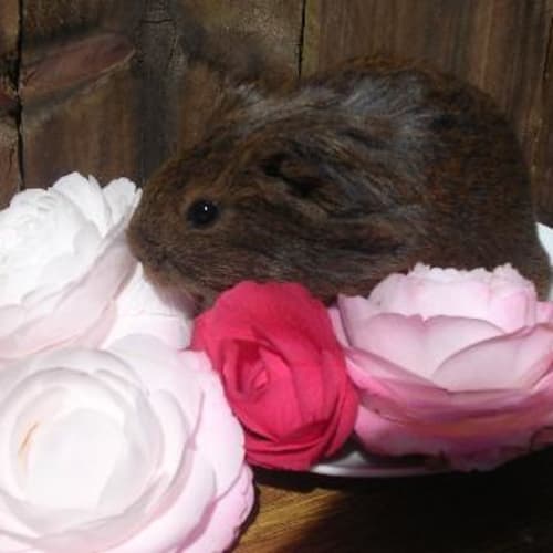 No photo for Tuppence