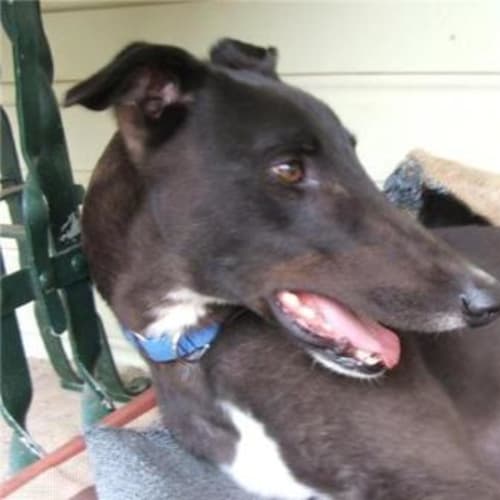 No photo for Patsy On Trial)