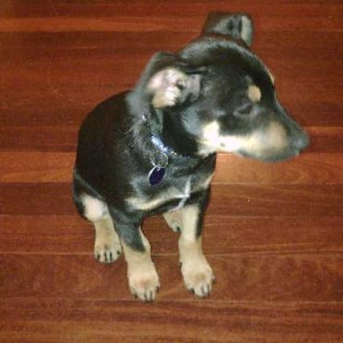 No photo for **Adoption Pending ** Benson