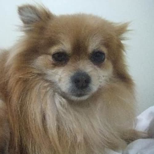 No photo for A5333 "Goldie"