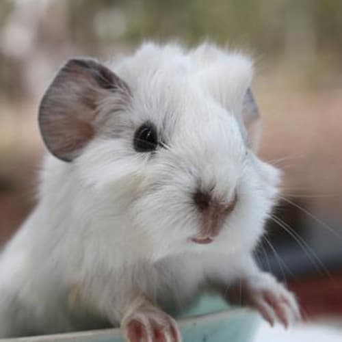 No photo for Winkie!