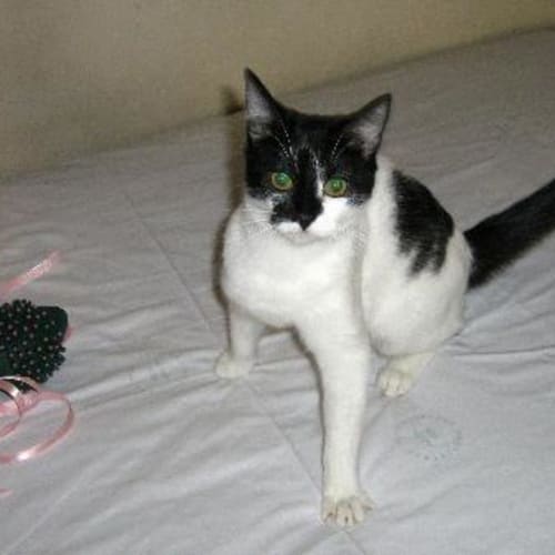No photo for Toni **Now Adopted**