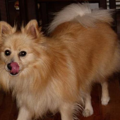 No photo for Priincess Tamara