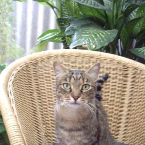 No photo for Miss Mimi