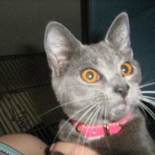 No photo for Whisper