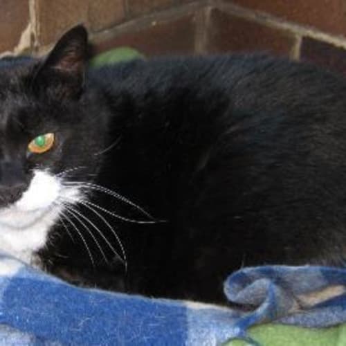 No photo for Benny   Deceased Owner, Urgent Home Needed!