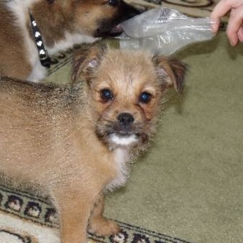 No photo for Peggy Sue   Im On Trial In A New Home