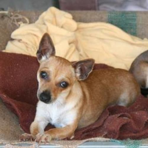 No photo for Anita And Pippa   We're On Trial In A New Home