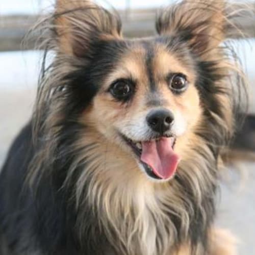 No photo for Tiny Lee   Im On Trial In A New Home