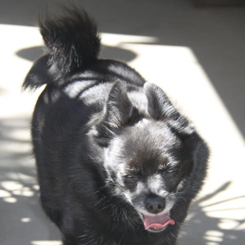 No photo for Billy (Adoption Pending)