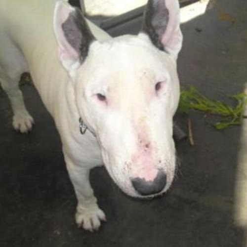 No photo for *On Trial* Boris  The Soppy Tank