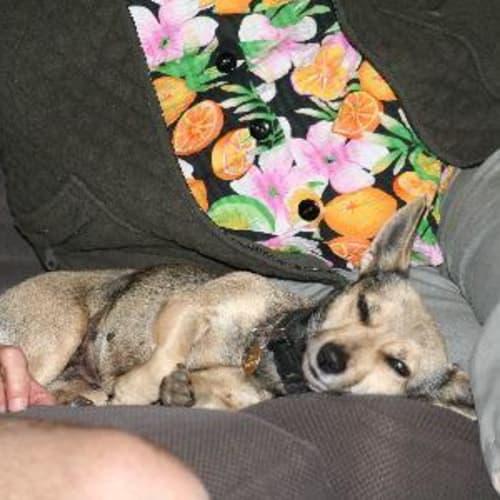 No photo for Kodi Adoption Pending