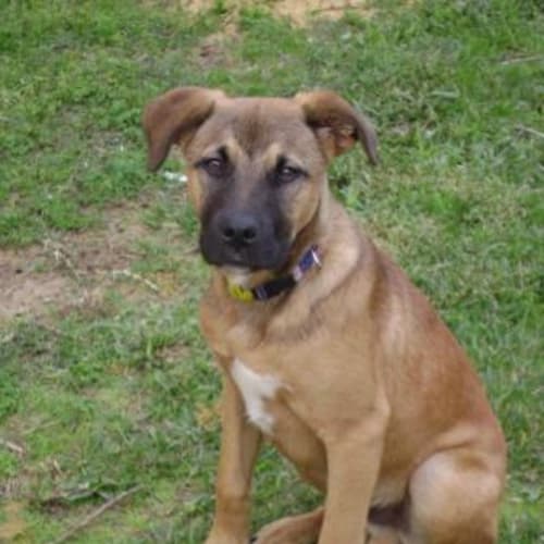 No photo for ** On Trial** Buddy