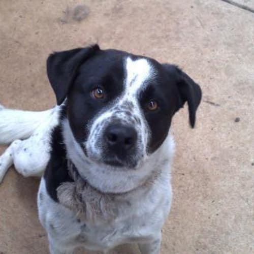 No photo for ** On Trial** Raja