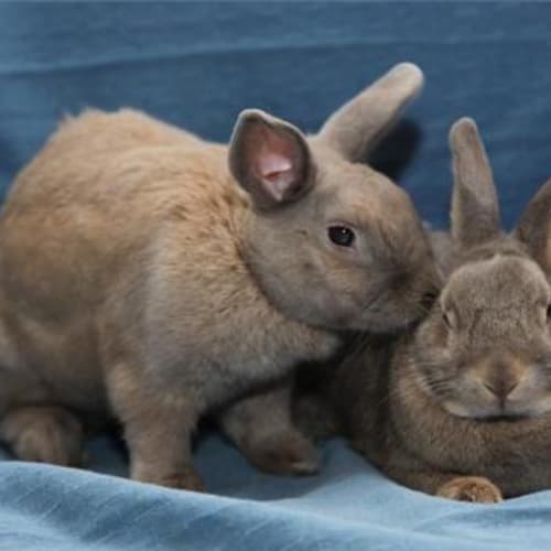 No photo for ** Adoption Pending** Rocket & Cammi