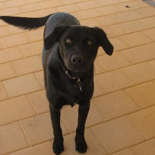 No photo for **Adoption Pending** Neo