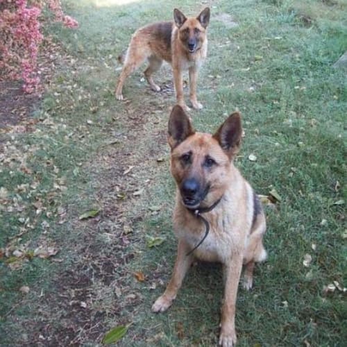 No photo for Dina & Vedda