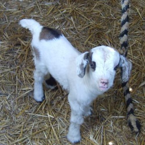 No photo for Thumbelina Adopted