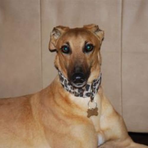 No photo for Blondie