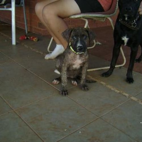 Xena