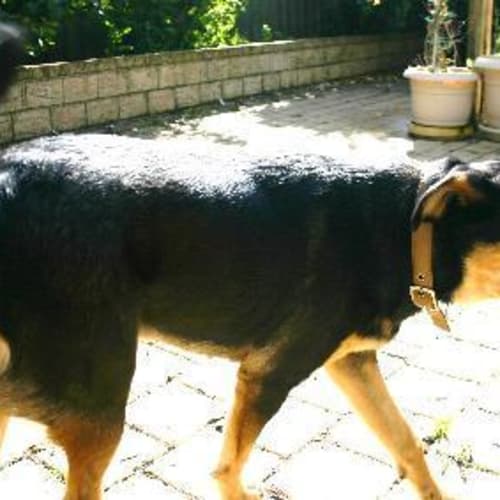 No photo for **Adoption Pending** Luna