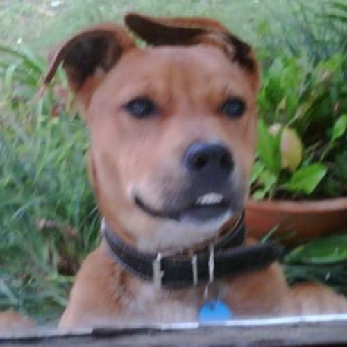 No photo for **Adoption Pending** Harley