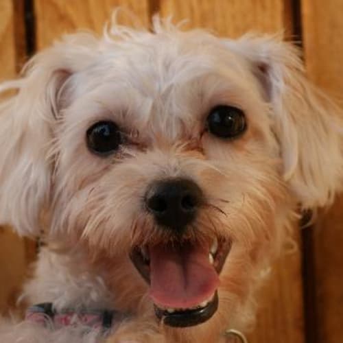 Moschi- Is Trialling A New Home